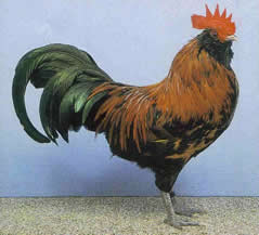 Thüringer Barthühner  